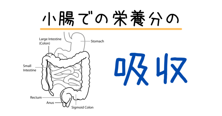 中2生物 吸収 | hiromaru-note
