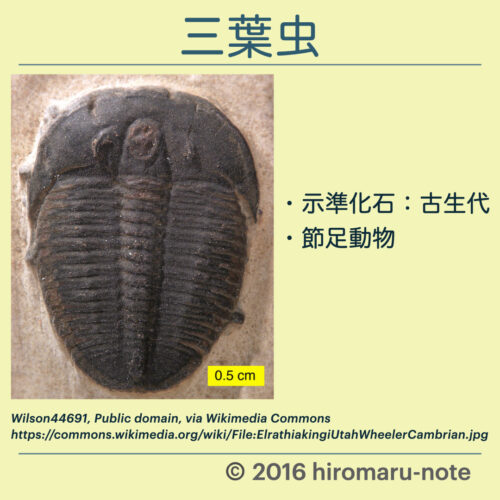 化石の種類とまとめ 示相化石と示準化石 Hiromaru Note