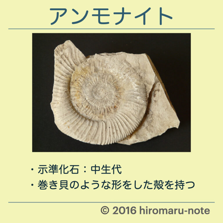 化石の種類とまとめ【示相化石と示準化石】 hiromarunote