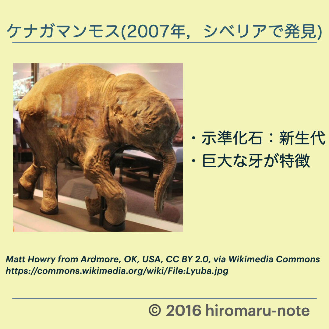 化石の種類とまとめ【示相化石と示準化石】 | hiromaru-note